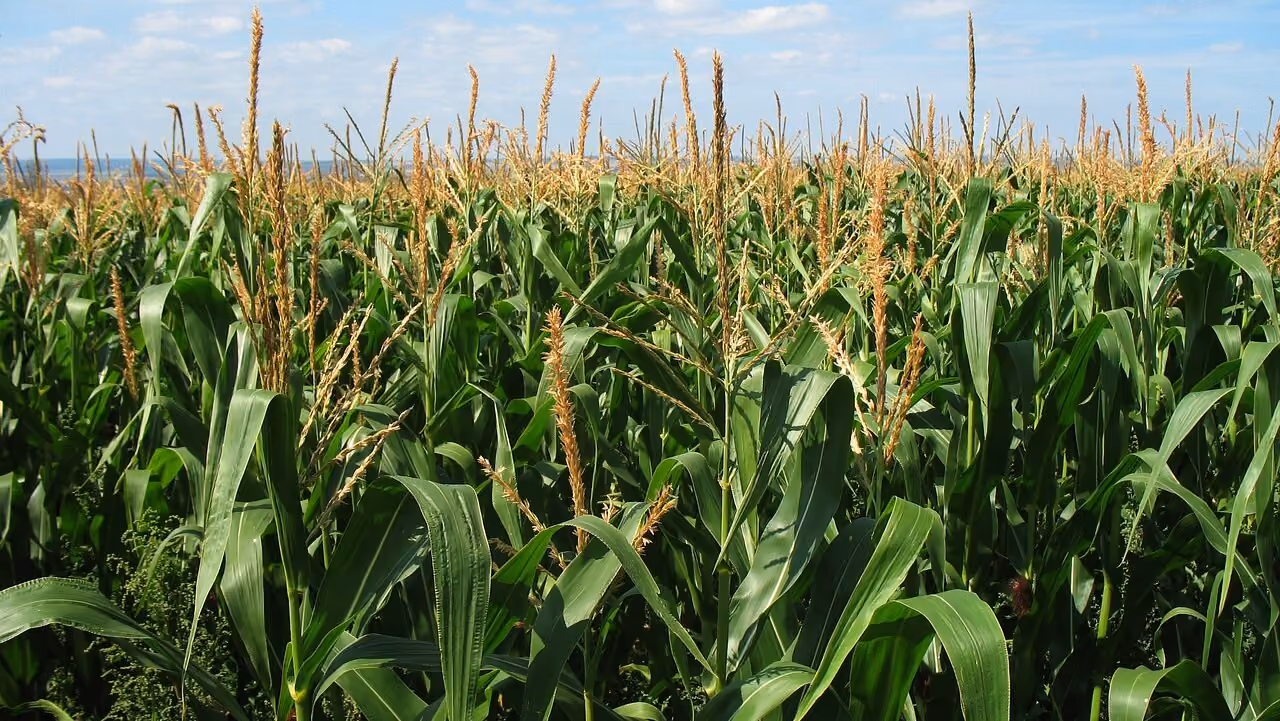A Prayer for the Corn