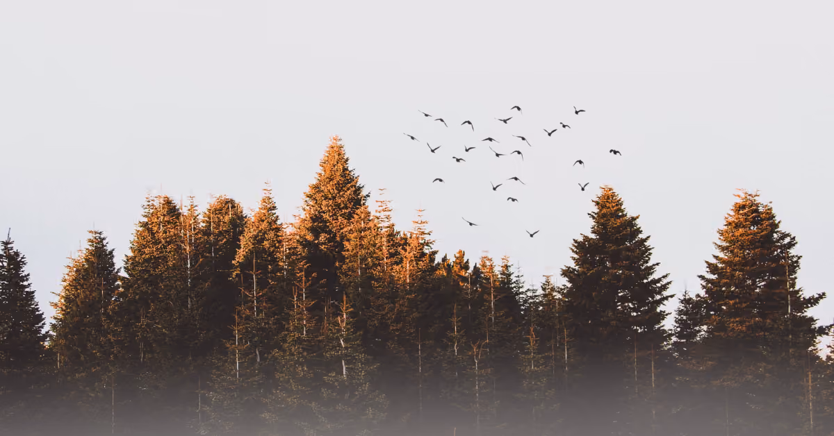 Ten Commandments for the Environment
