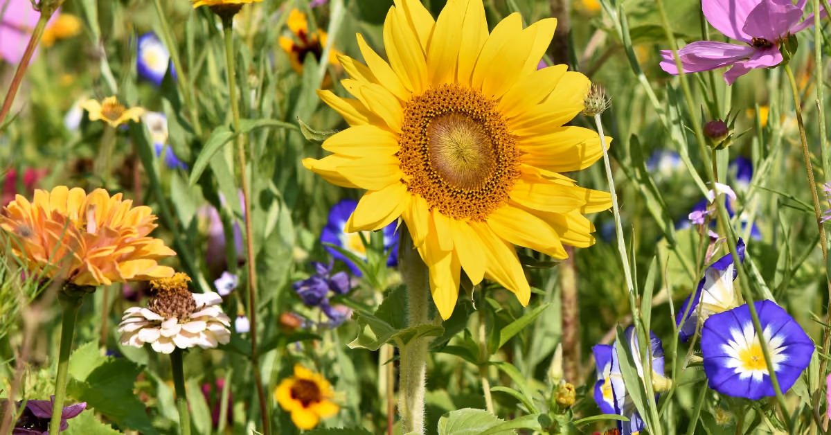From the Archives: Mary’s Gardens (Part 1)