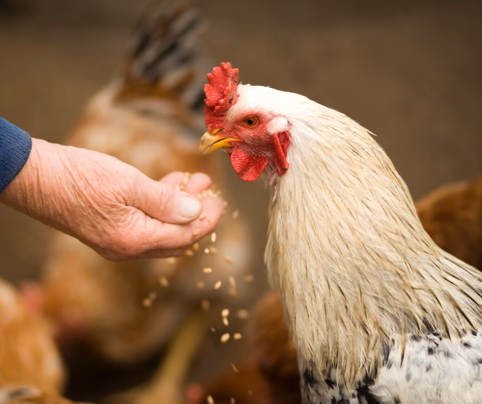 Stewardship: A Way of Life
