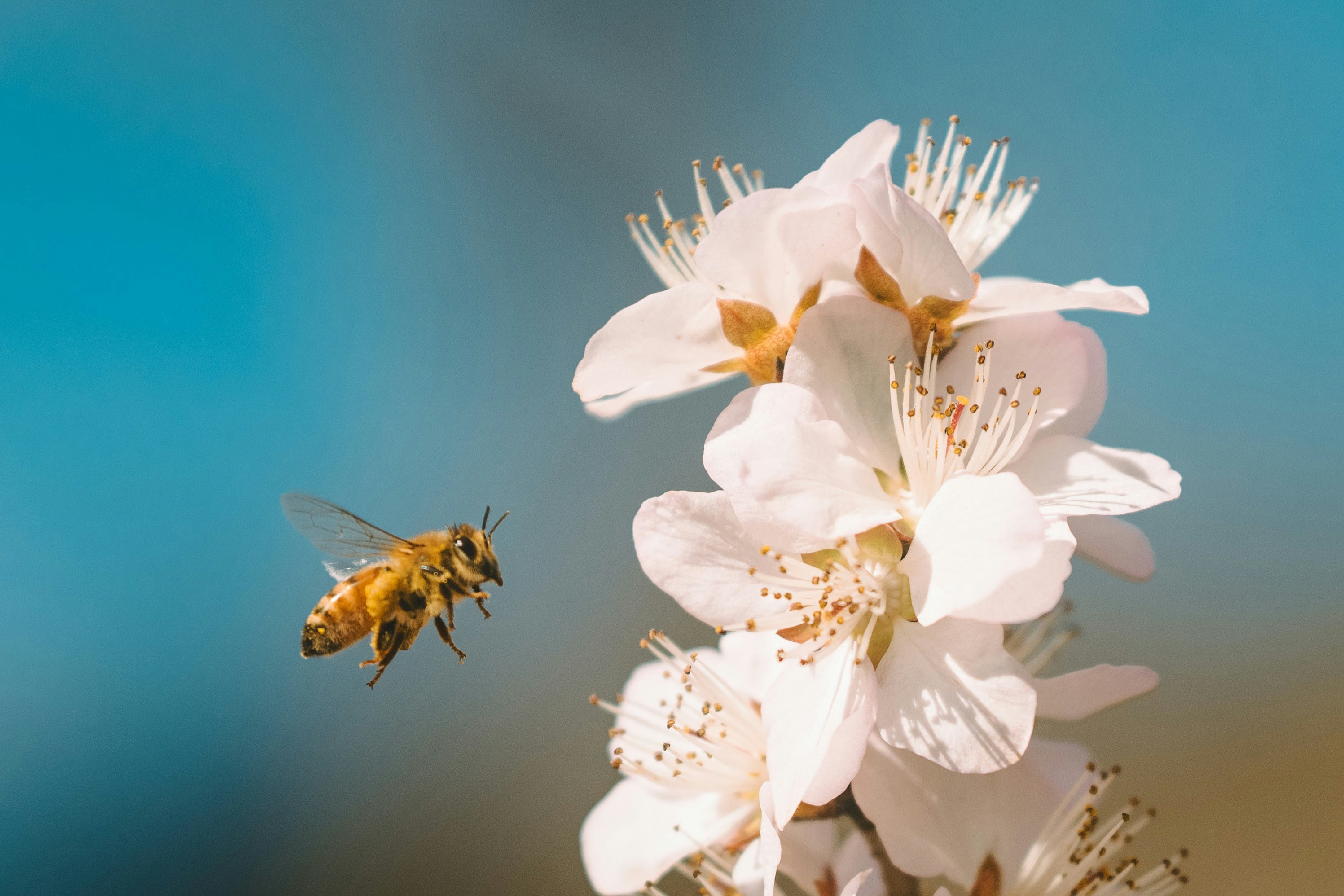 Summer Insect Series: The Honeybee