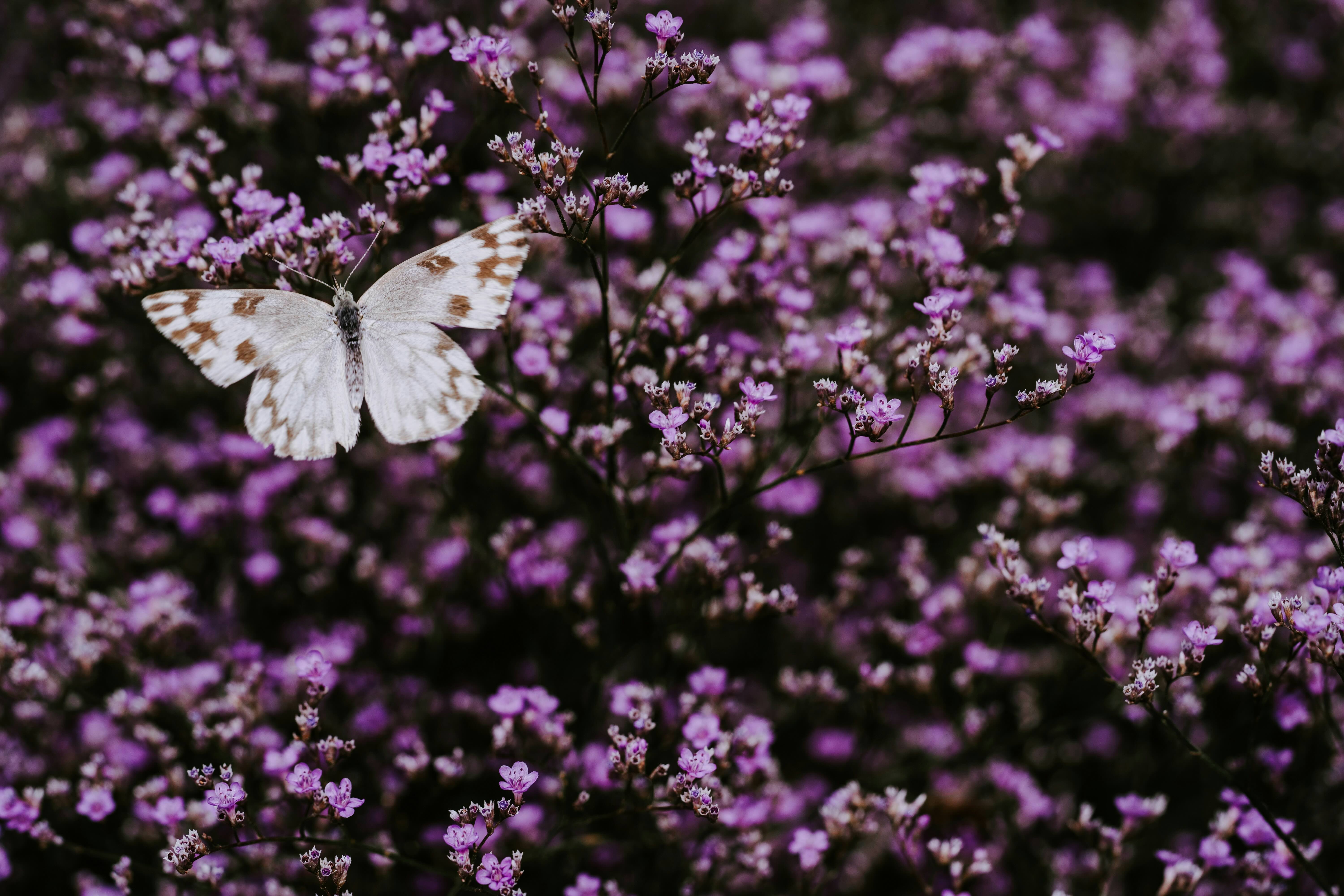 Summer Insect Series: The Butterfly