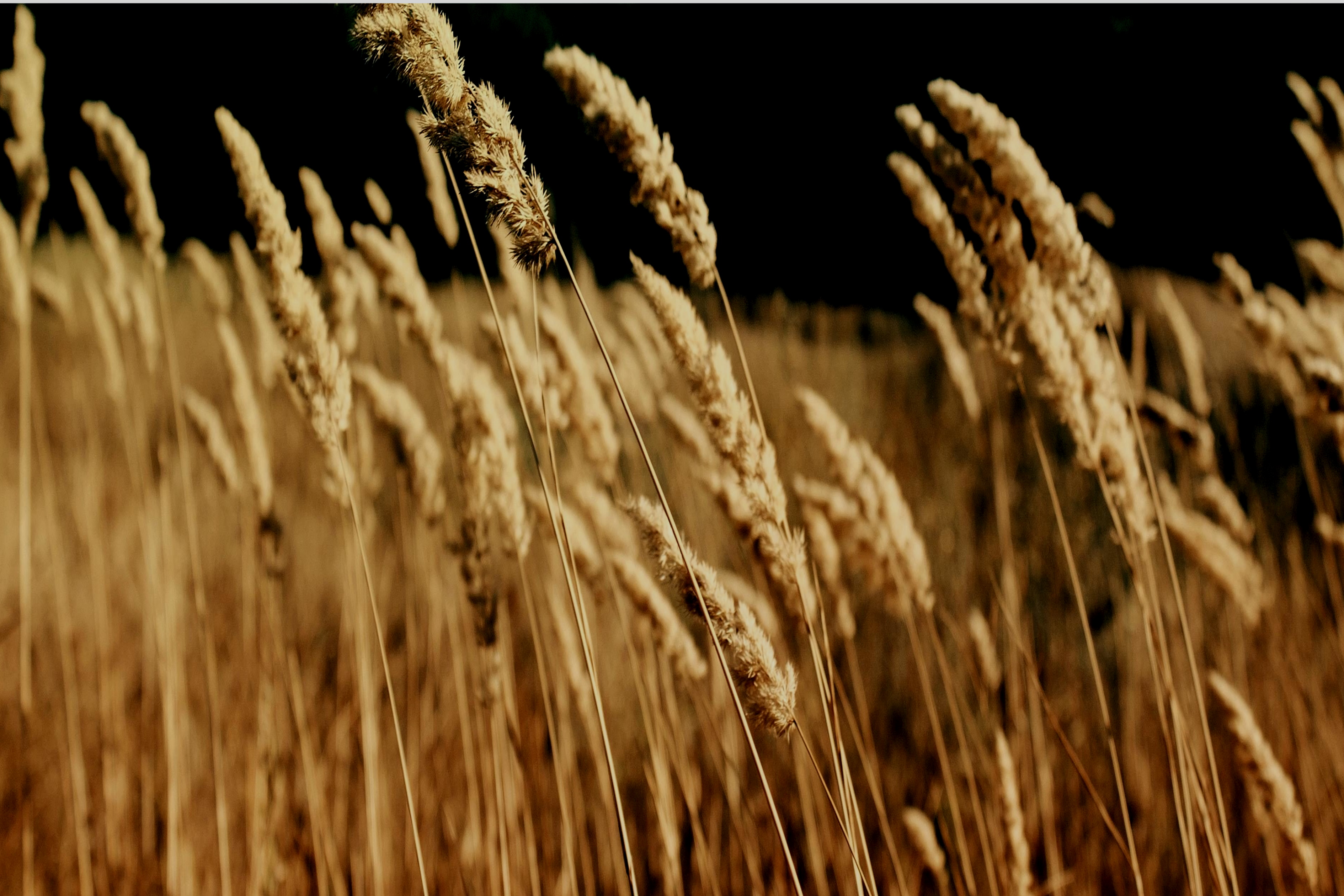 image of assorted baked goods