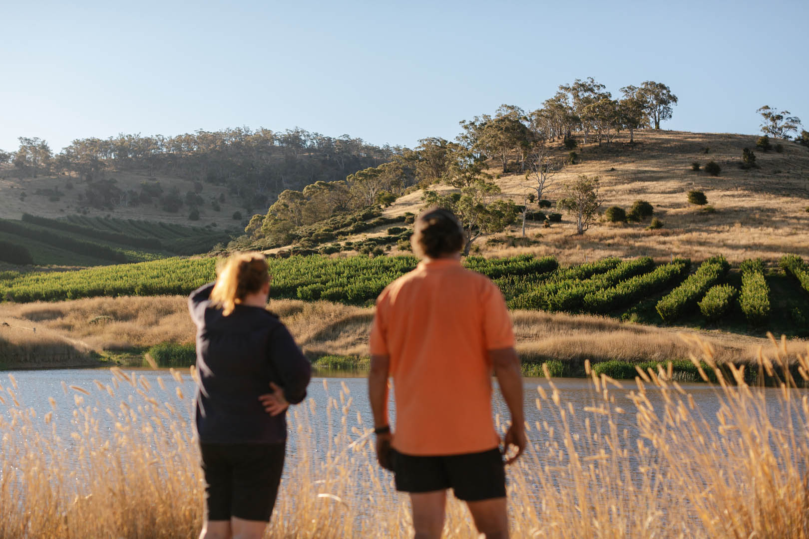 Workers harvesting cherries on a Tasmanian cherry farm