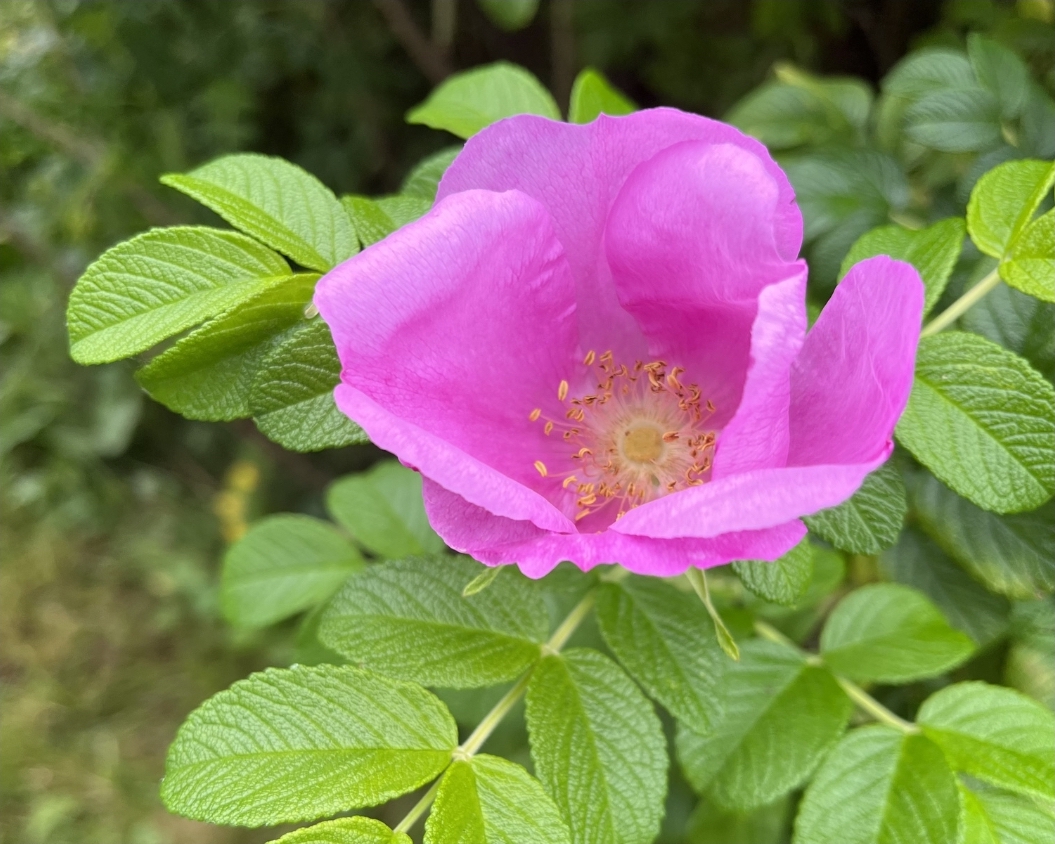 Bright pink wild rose flower with detailed yellow stamens surrounded by textured green leaves.