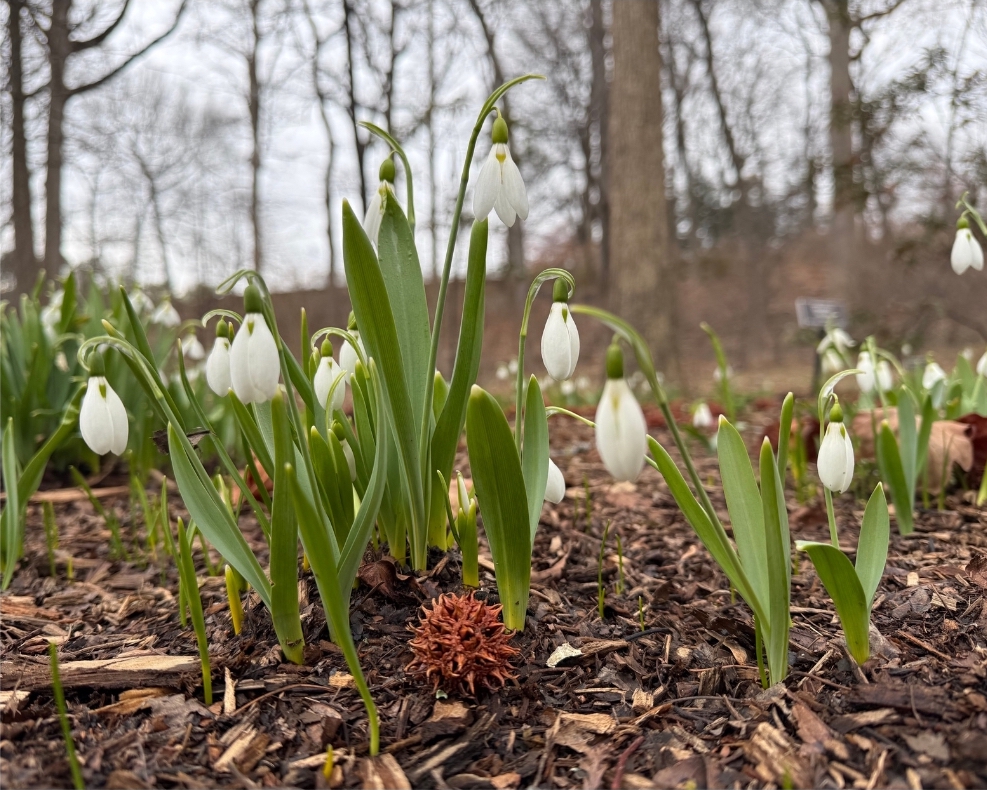 Cluster of white snowdrop flowers with green leaves growing in mulch with blurred trees in the background.