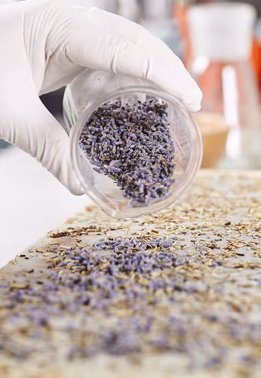 Gloved hand pouring dried lavender buds from a clear container onto a surface covered with similar dried herbs.