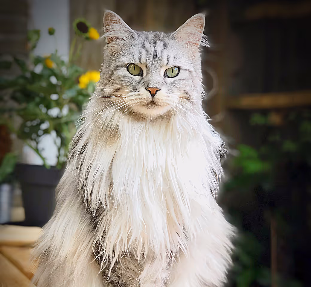 The safest way to meet, adopt, and love your future pet companion