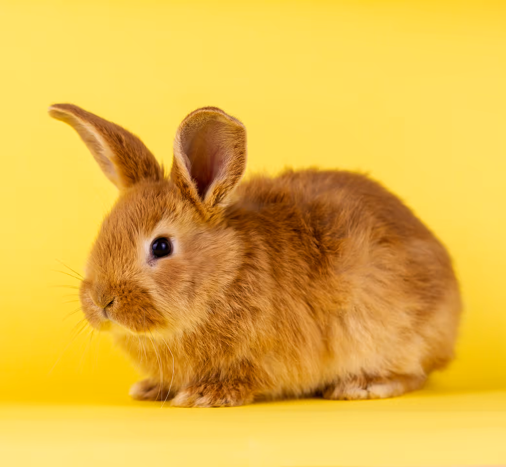 The safest way to meet, adopt, and love your future pet companion