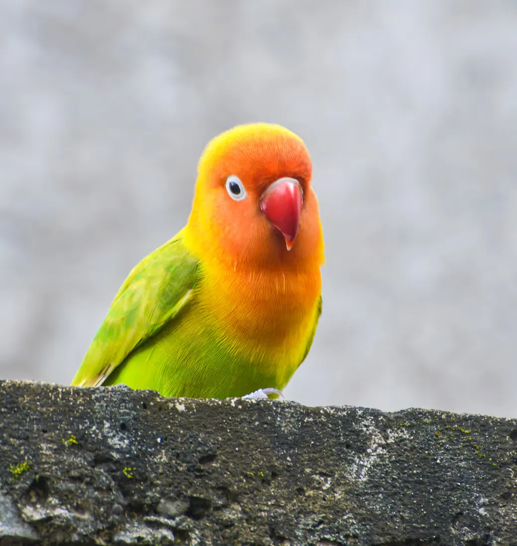 The safest way to meet, adopt, and love your future pet companion