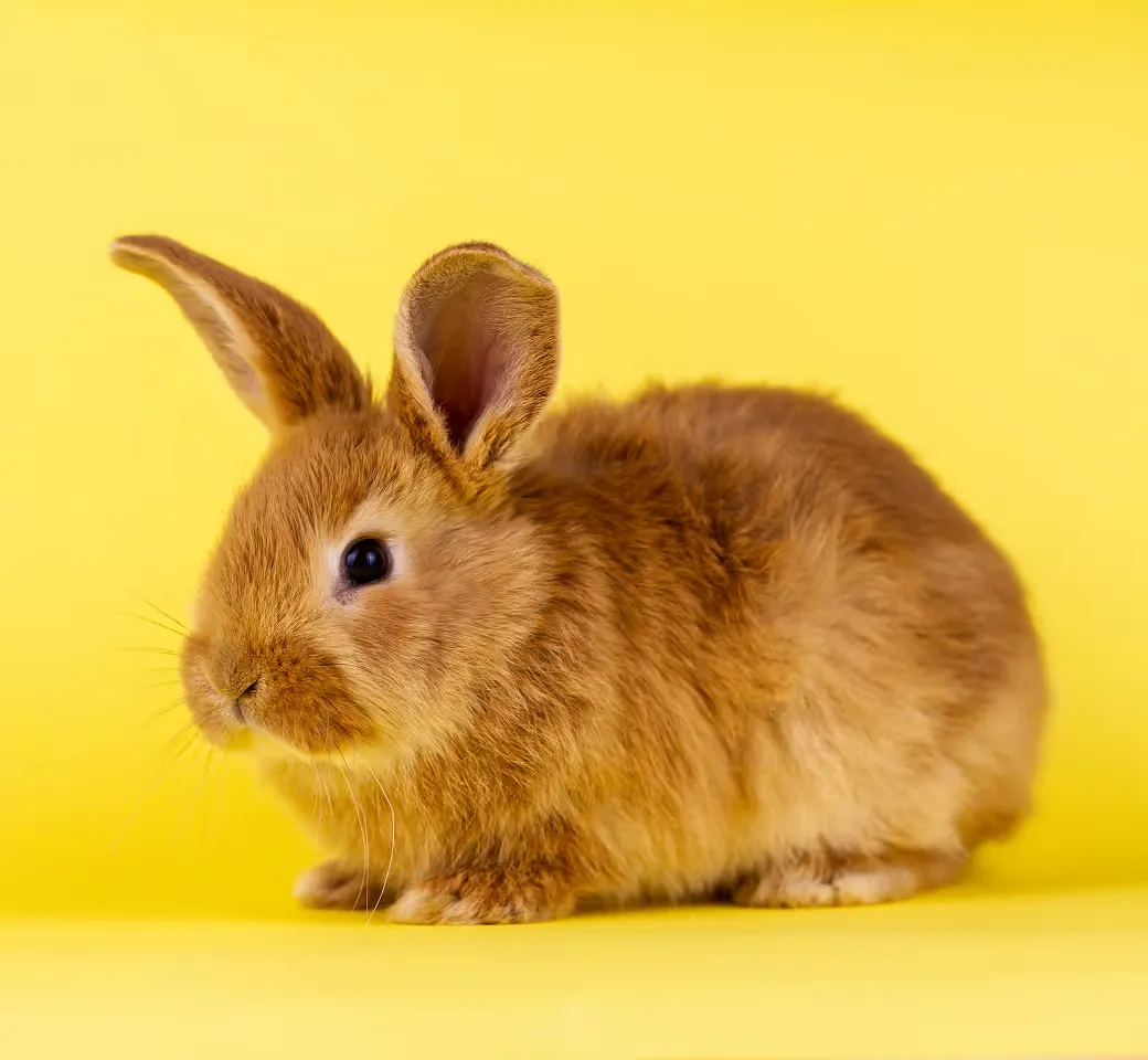 The safest way to meet, adopt, and love your future pet companion