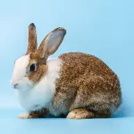 The safest way to meet, adopt, and love your future pet companion