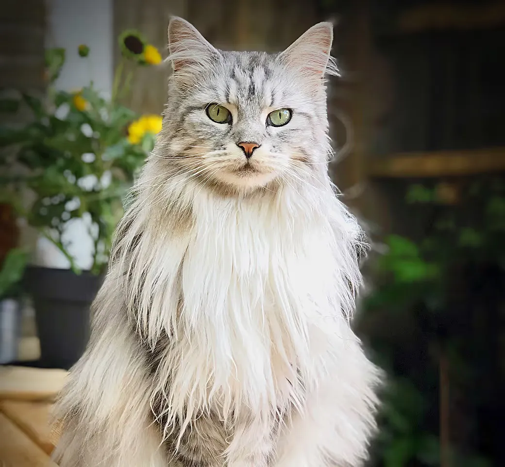 The safest way to meet, adopt, and love your future pet companion