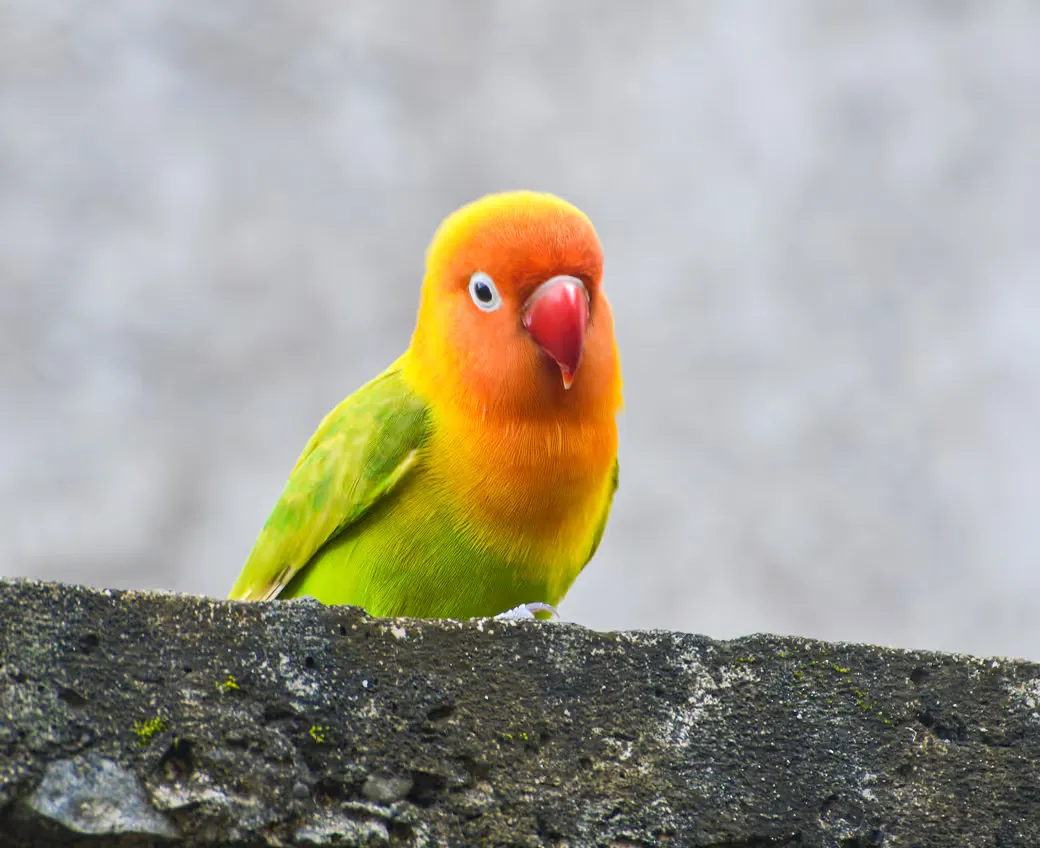 The safest way to meet, adopt, and love your future pet companion