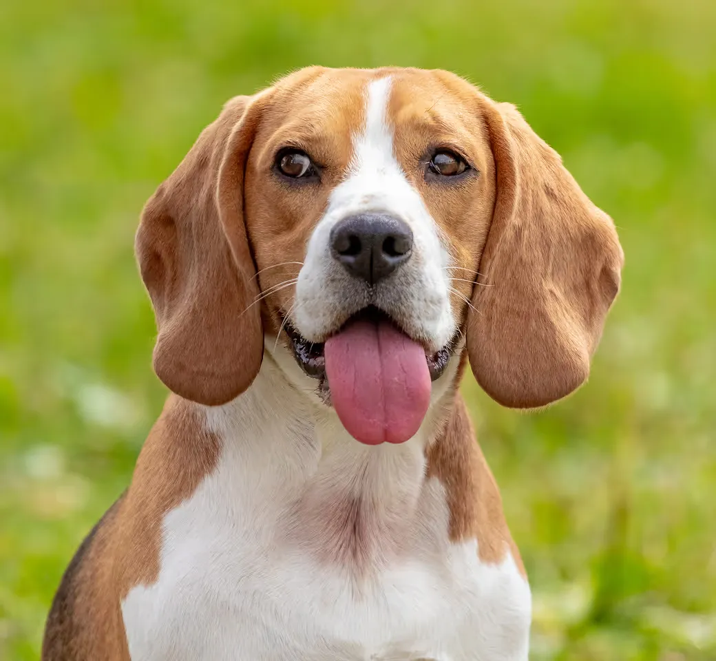 The safest way to meet, adopt, and love your future pet companion