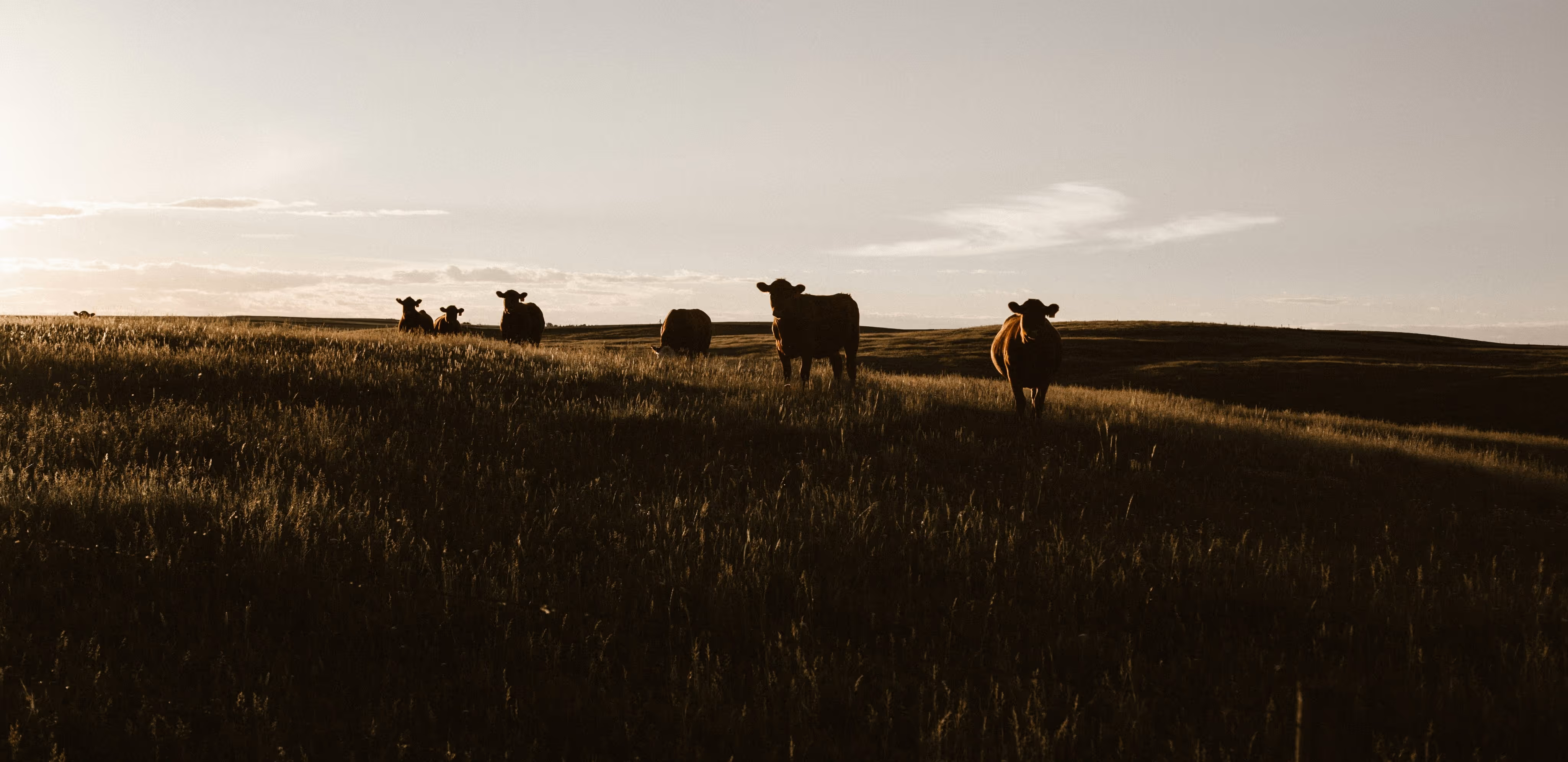 Silhouettes of cows standing on a grassy hill at sunset under a partly cloudy sky.