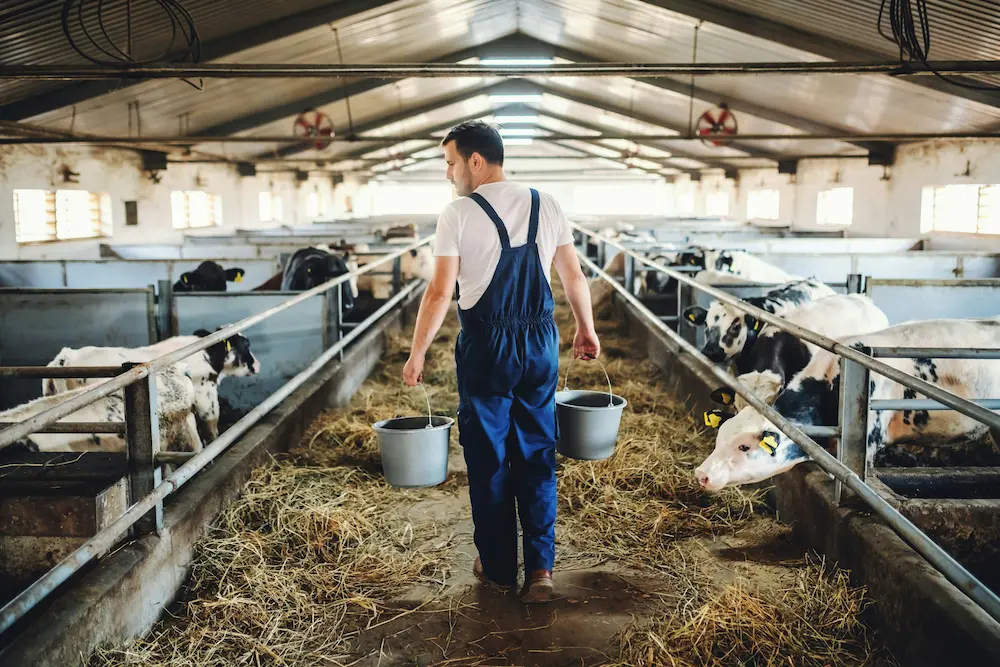 Farmer in blue overalls carrying two buckets walking through a barn with cows on both sides.