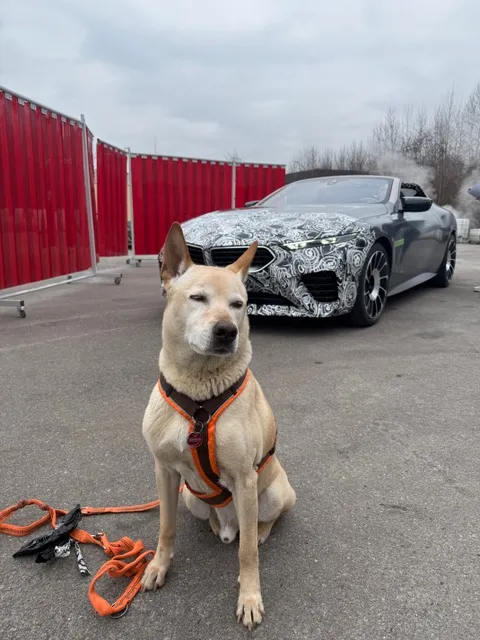 Dog wearing an orange harness sitting on pavement with a camouflaged car and red barriers in the background.