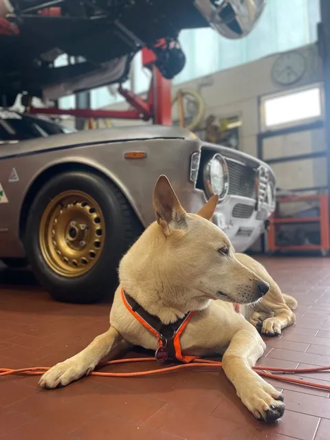 Hellbrauner Hund mit orangefarbenem Geschirr liegt auf dem Boden einer Autowerkstatt vor einem klassischen grauen Auto mit goldfarbenen Felgen.