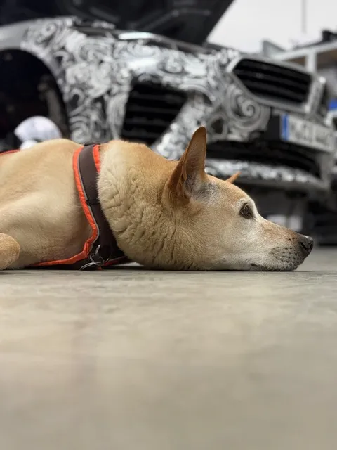 Light brown dog lying on the floor in front of a camouflaged car with an open hood.