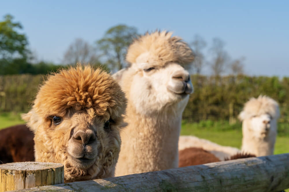 Happy alpacas look over a fence on a farm.