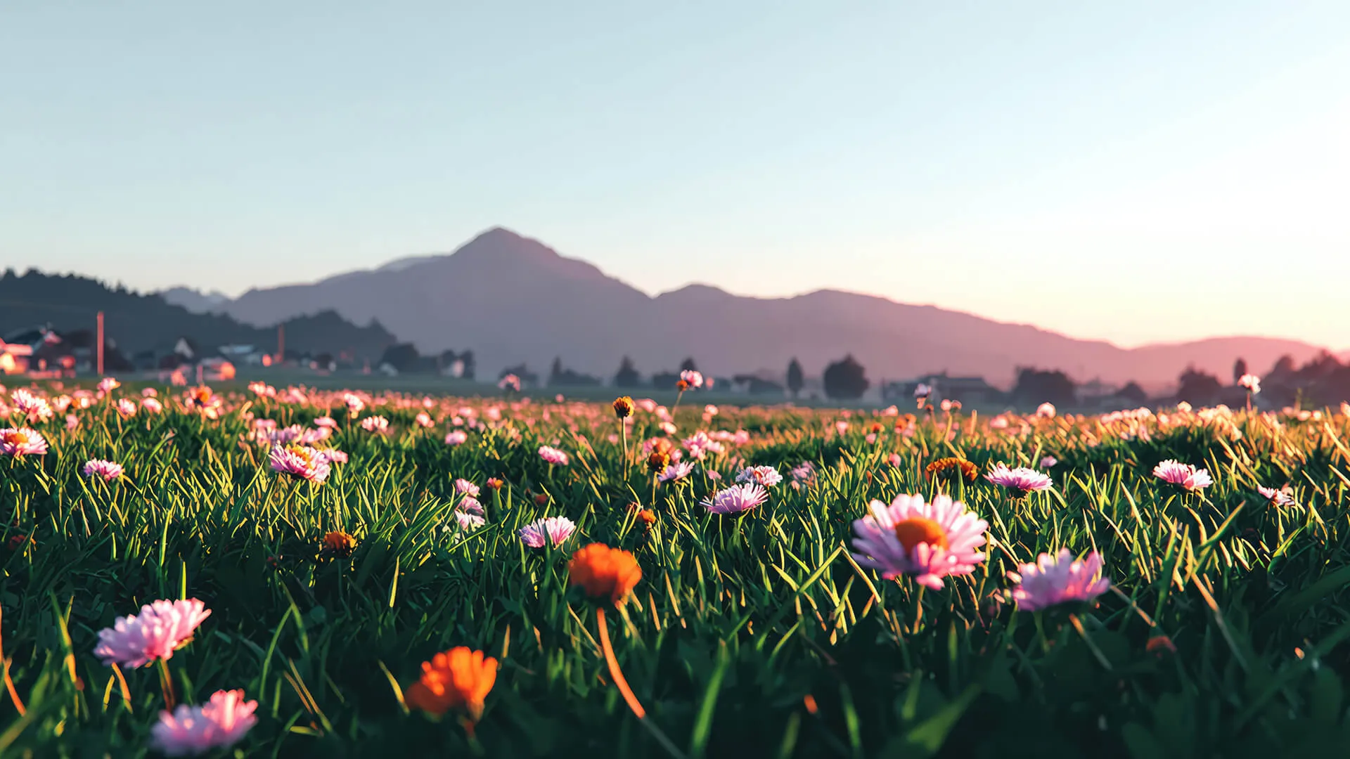 Field of pink and orange flowers with grass under a clear sky and mountain silhouette in the background at sunset.