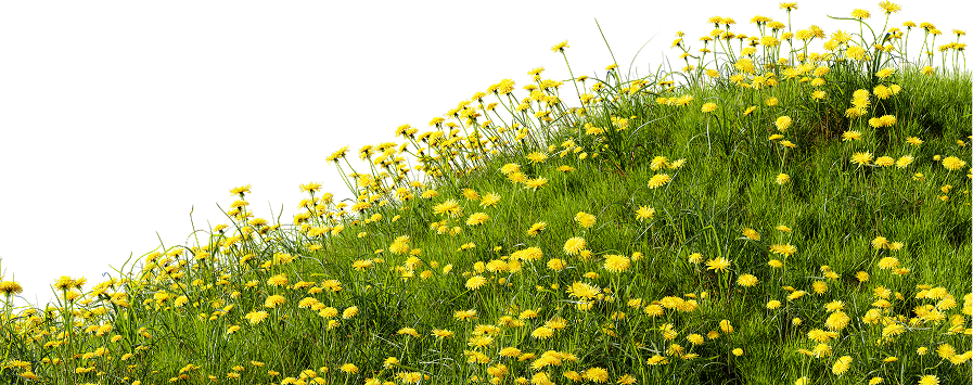 Green hill covered with numerous yellow dandelion flowers against a black background.