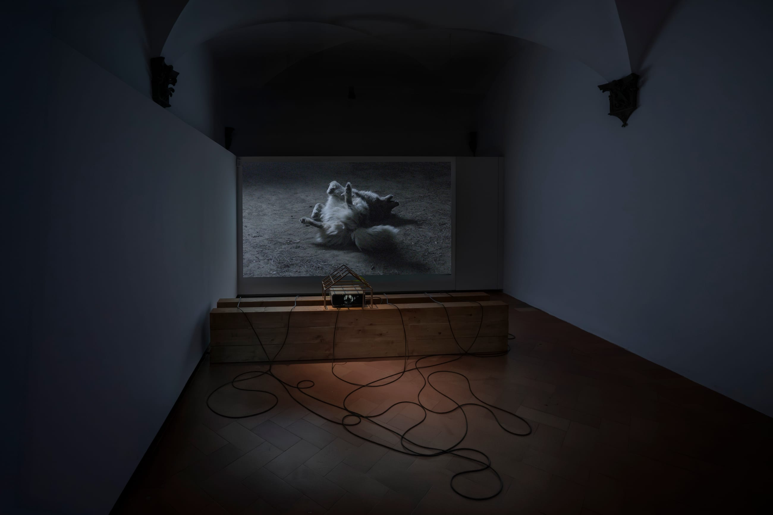 Sala buia con la proiezione in bianco e nero di un animale e una panca in legno