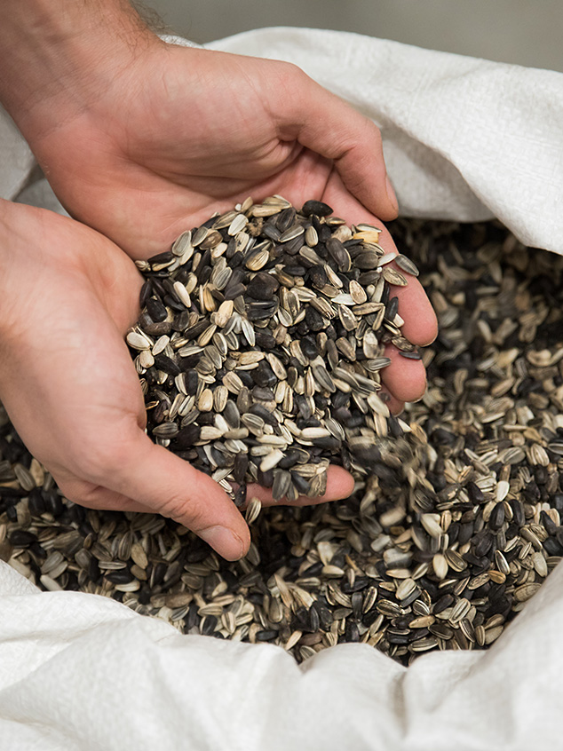 Wholesale Seeds zaden op schaal