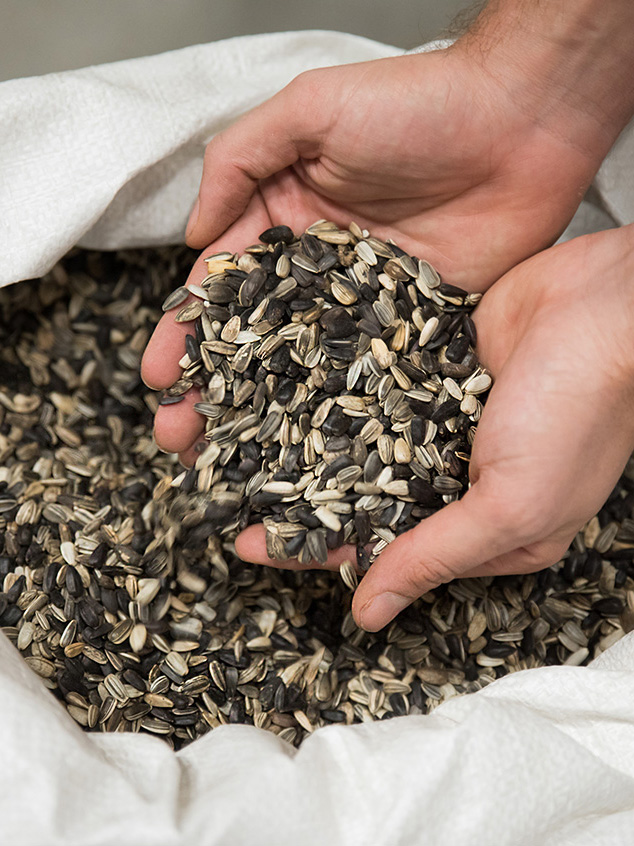 Wholesale Seeds zaden op schaal