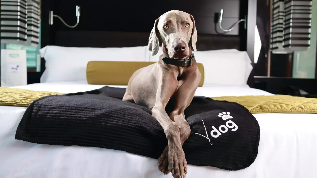 Studio V Dog Suite at Vdara Hotel and Spa Las Vegas