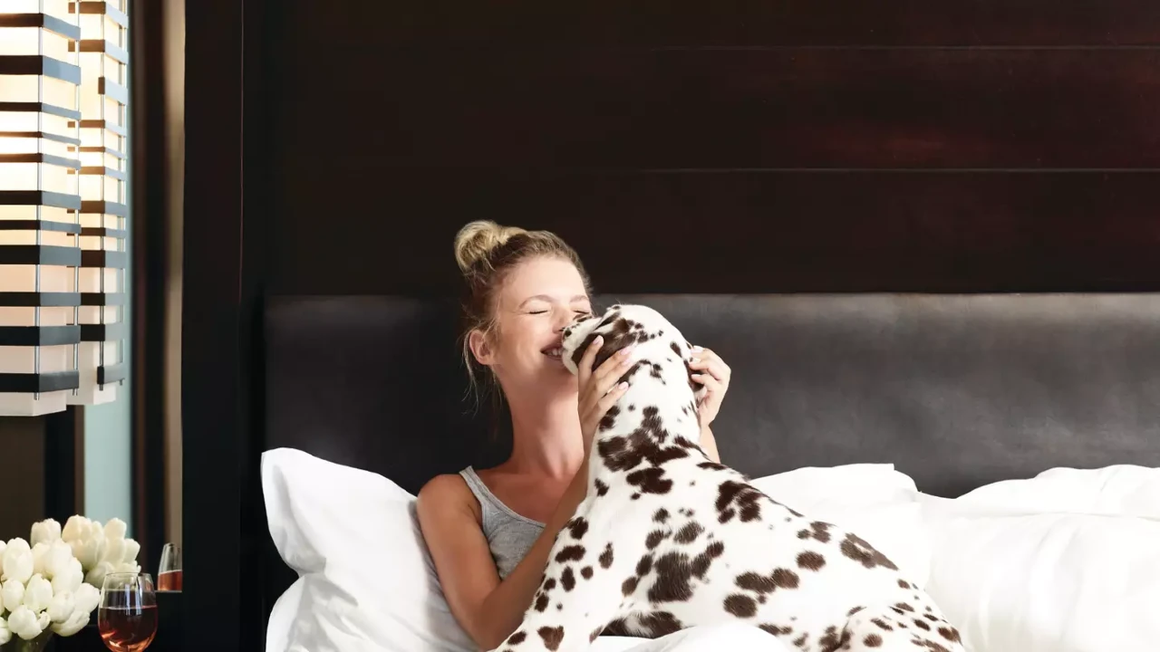 Studio V Dog Suite at Vdara Hotel and Spa Las Vegas