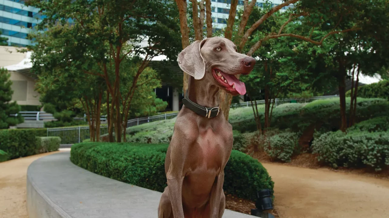 Studio V Dog Suite at Vdara Hotel and Spa Las Vegas
