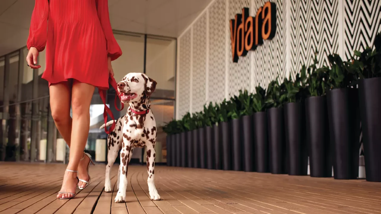 Studio V Dog Suite at Vdara Hotel and Spa Las Vegas