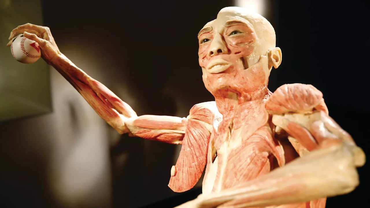 Bodies... The Exhibition at Luxor Hotel and Casino Las Vegas