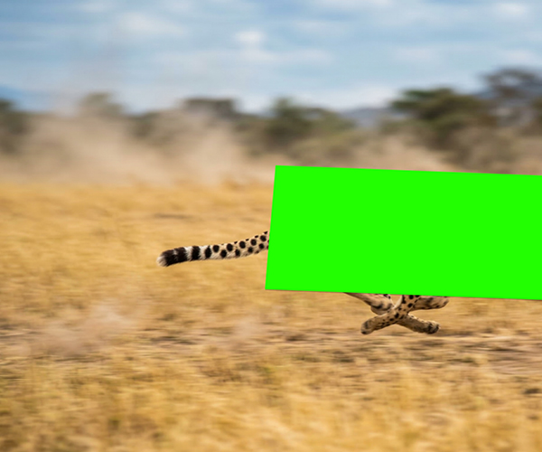 Rennender Gepard im Grasland mit Bewegungsunschärfe und verdeckt von großem grünen Tape.