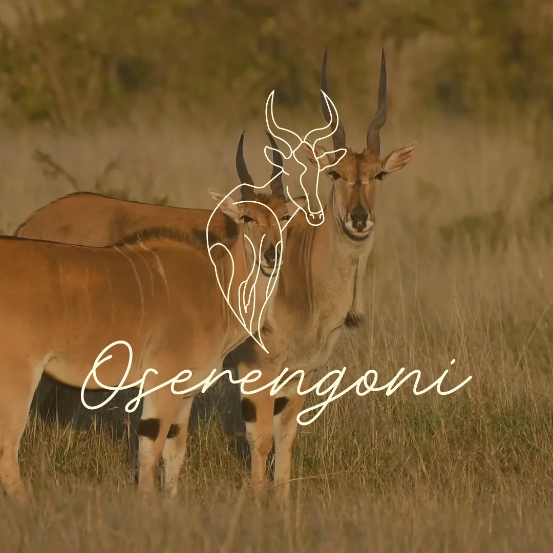 Two Oserengoni antelopes in a grassy field with a stylized antelope outline and the text 'Oserengoni'.