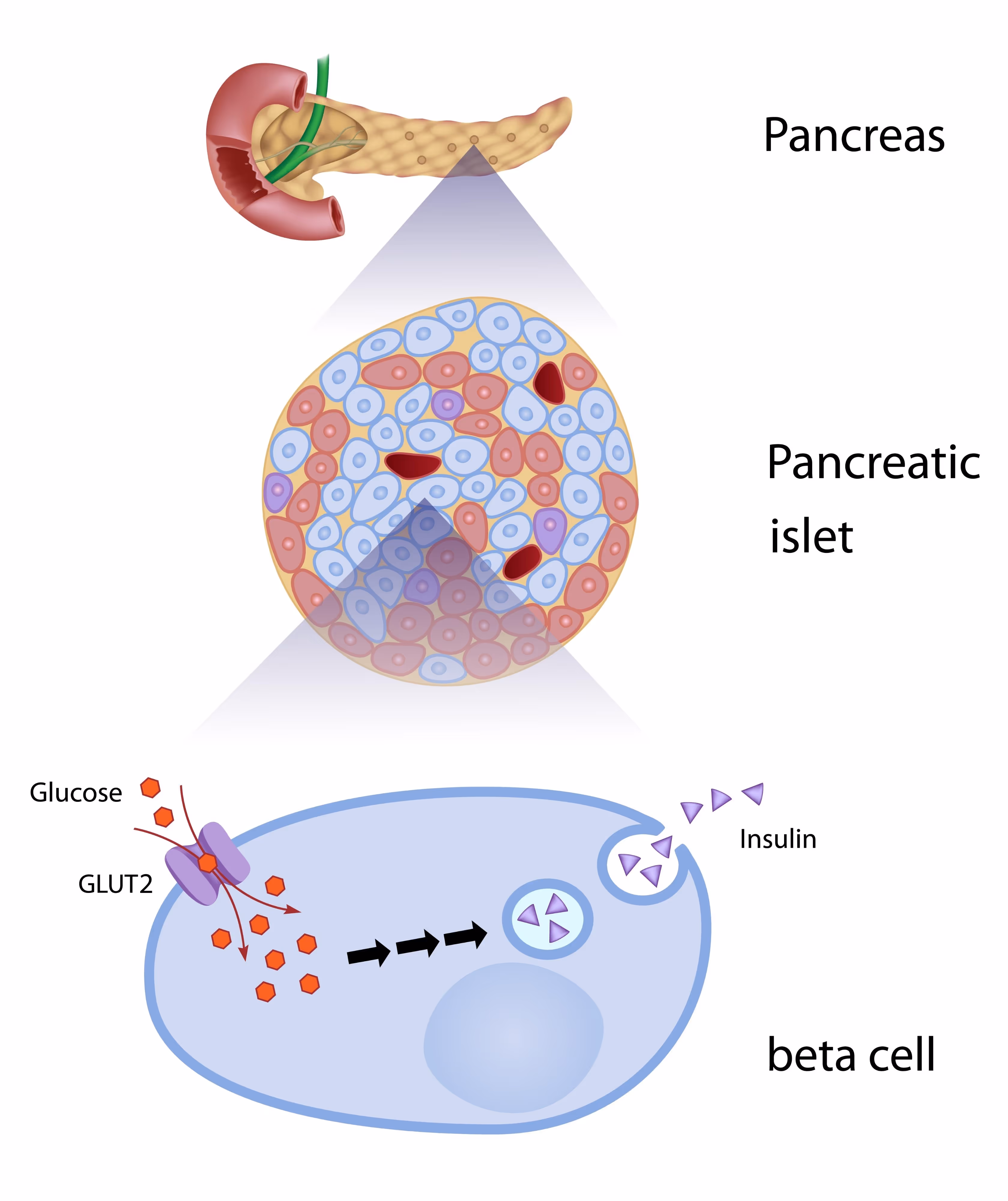 pancreatic beta cells producing insulin, AI generated