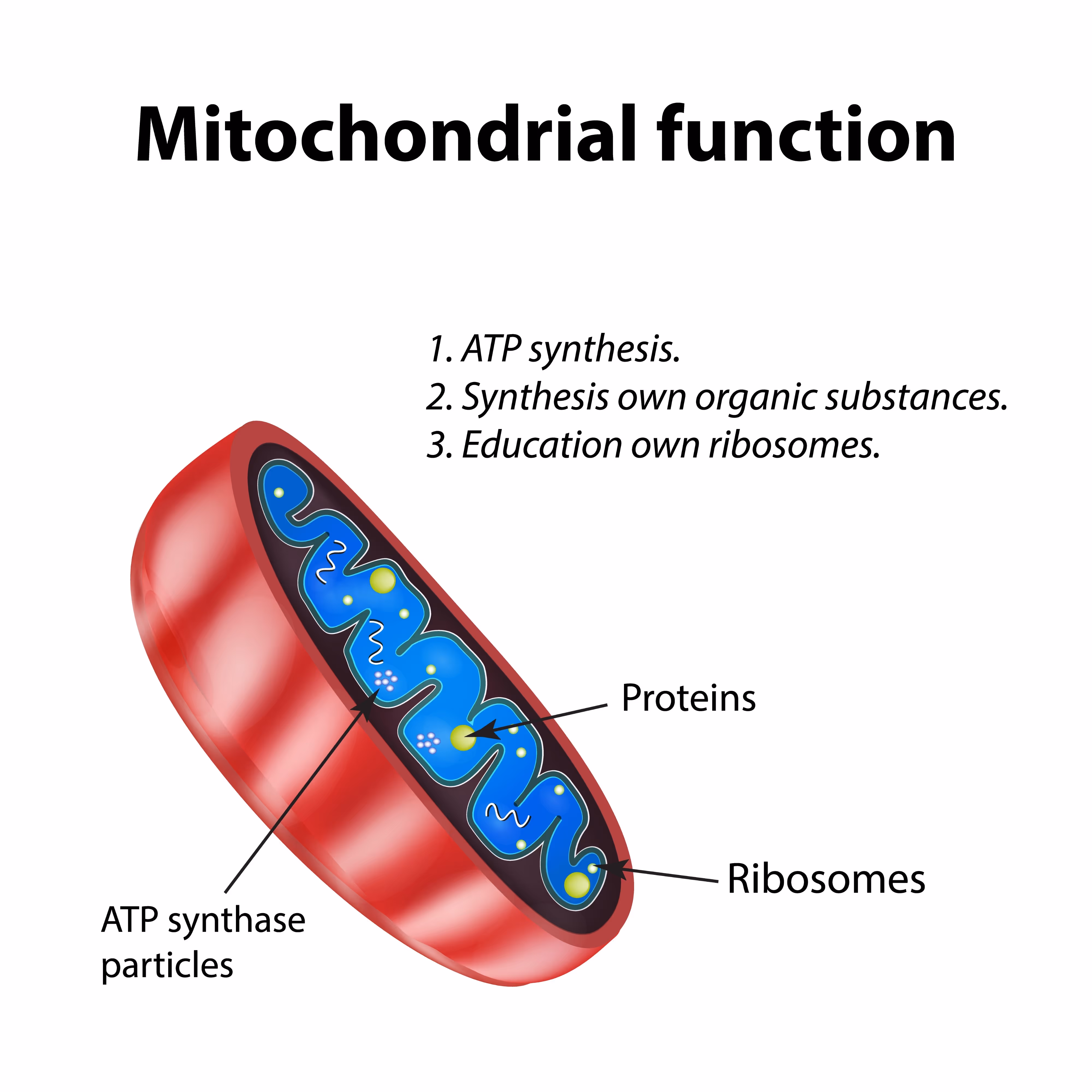 mitochondrial function diagram, AI generated