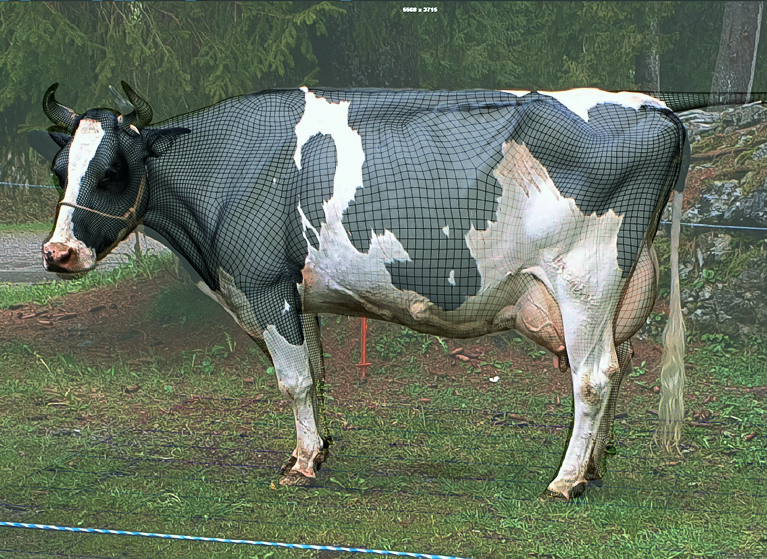 CGI-Modell der Kuh Lovely mit Wireframe-Gitter über der fotografierten Holsteinkuh
