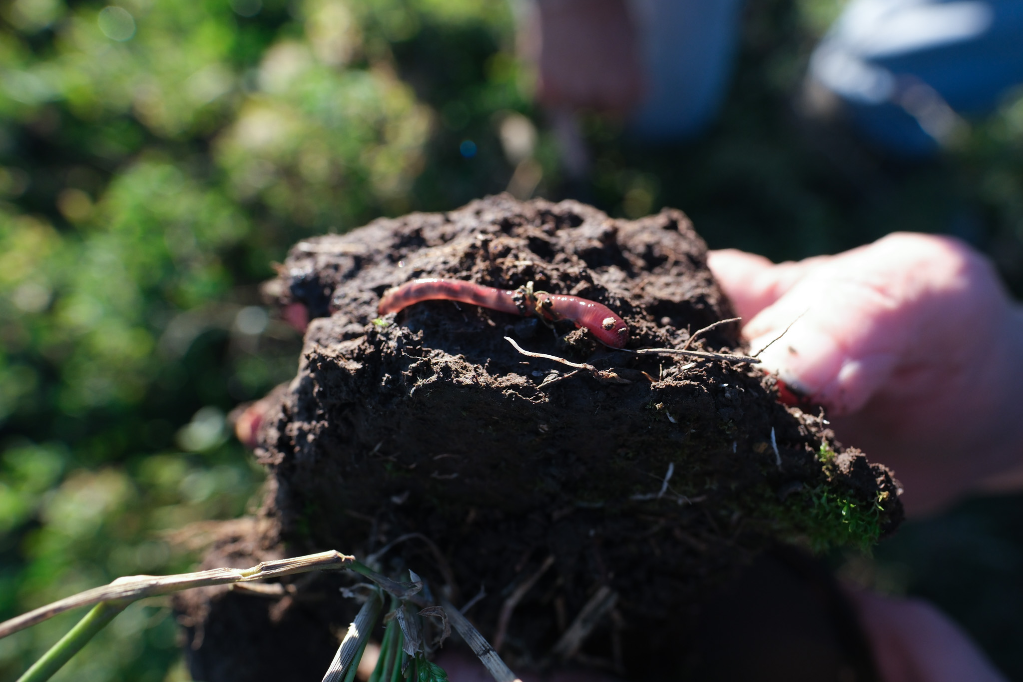 image of international delivery map for a courier & delivery service