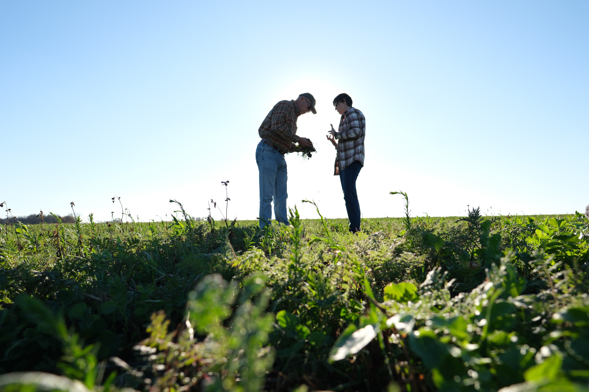image of crop yield research