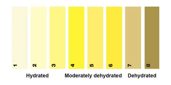 urine-and -hydration.png