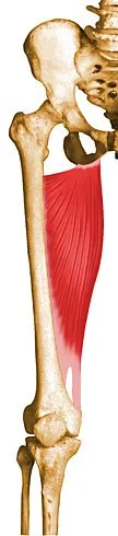 adductor-magnus.jpg