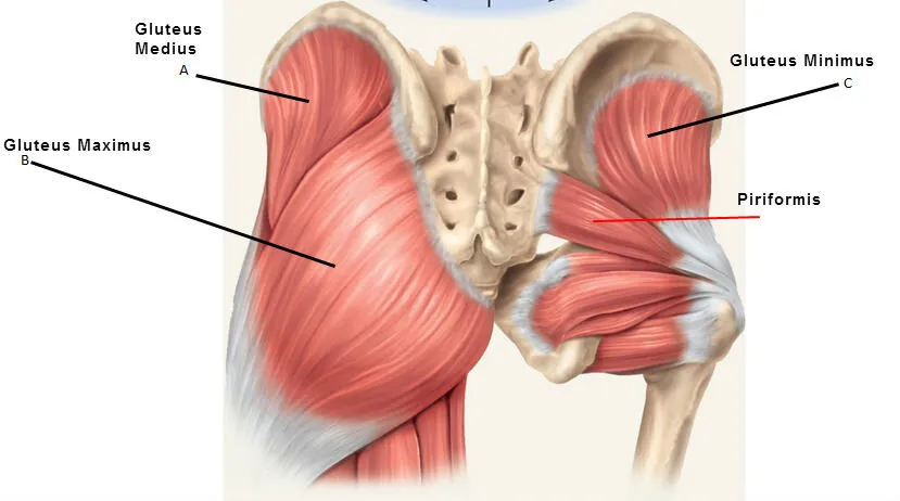 gluteals-and-piriformis.jpg