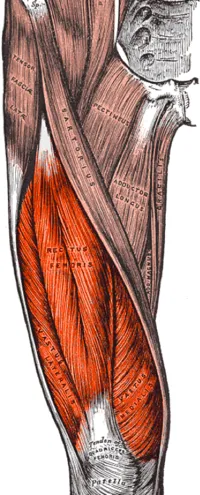 quadriceps.png