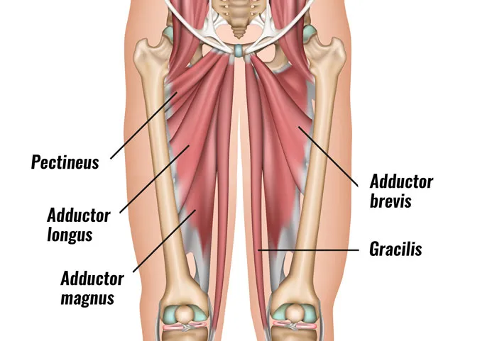 adductors.png