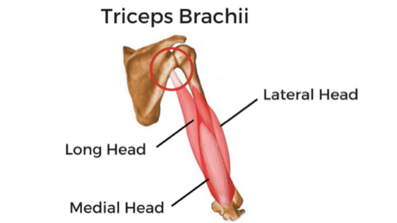 tricep-diagram.png