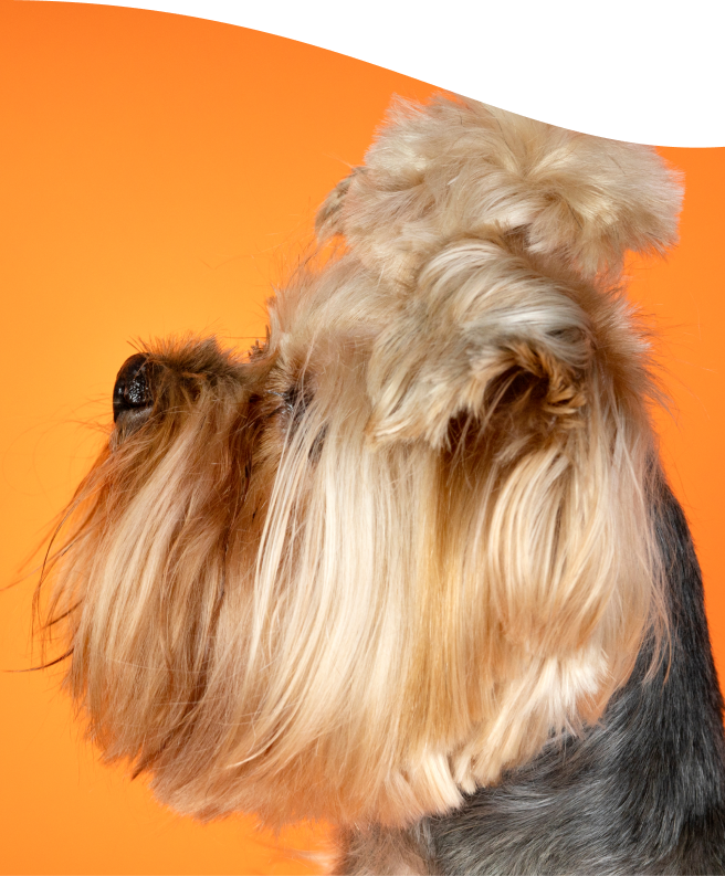 A cute yorkshire terrier with shiny fur on a orange background.
