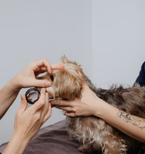 veterinary ophthalmologist examining dog